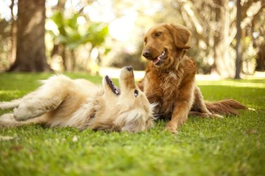 Two dogs playing outside