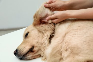 Woman checking dog's ear for ticks on blurred background, closeup
