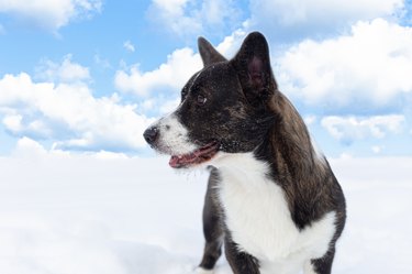 Dog. Welsh Corgi Pembroke. Landscape - nature. Pets