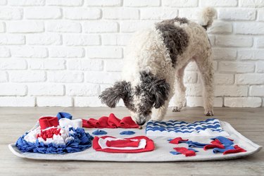 cute mixed breed dog playing with washable snuffle rug for hiding dried treats for nose work. Intellectual games with pet