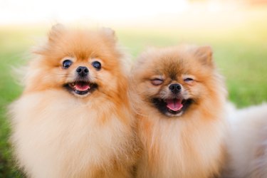 two Zverg Spitz Pomeranian puppies posing on grass