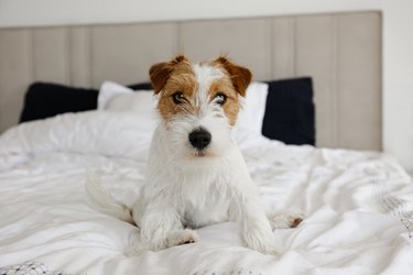 Cute furry jack russell terrier pup