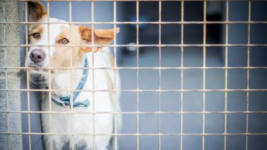 Dog Looking Through Cage