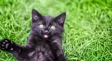 Black kitten with pink tongue sticking out on its back on green grass