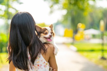 Asian woman playing with chihuahua dog at dog park.