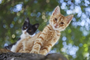Orange and blsck-white kittens looking at a camera with a tree in the background.