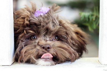 Little Shihpoo Puppy