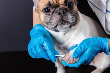 veterinarian placing medicine on wounded dog paw
