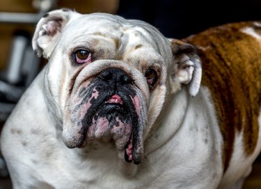 Close up portrait of bulldog