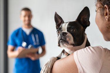 Woman with boston terrier dog at vet