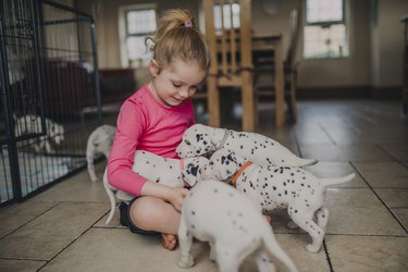 Little Girl with Dalmatian Puppies