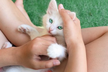 Little girl holding and caress cat, white green-eyed small beautiful kitten. Girl holding and stroking pet, talk it. Love animals concept