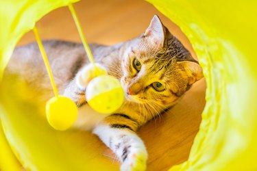 Cat Playing in Yellow  Tunnel