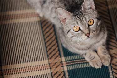 Black and white tabby cat with orange eyes. The cat is lying on a sofa or armchair.