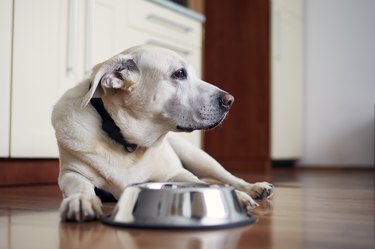 Old dog waiting for feeding