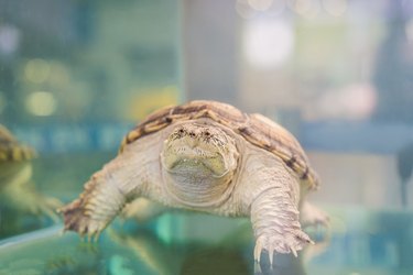 Turtle in aquarium