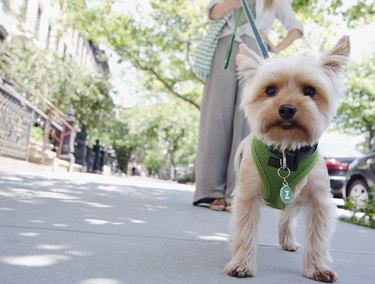 Small white dog in a green harness walked on a leash on city street