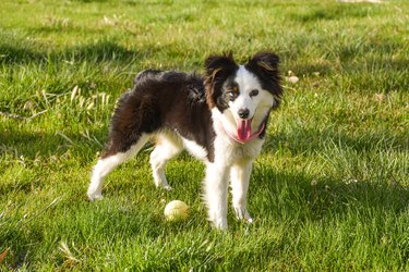 Mini Australian Shepherd Puppy Outside