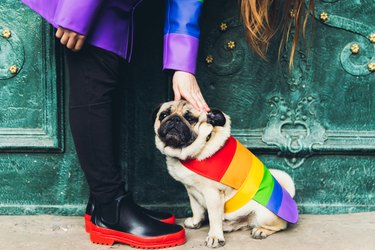 sweet pug in rainbow attire being petted by woman in rainboots