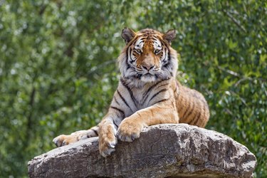 Tiger posing on the top of the rock