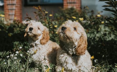 Two white puppies sit among buttercups