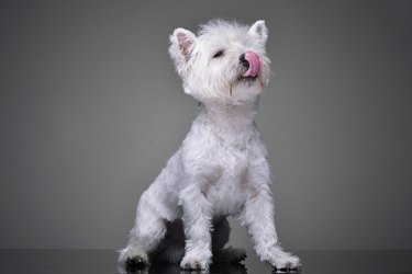 Studio shot of an adorable West Highland White Terrier