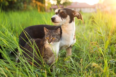 Cute cat and dog in green grass at sunset