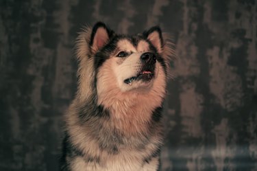 Funny facial expression of Malamute boy