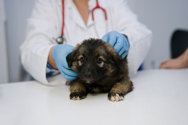 Veterinarian examining a puppy.