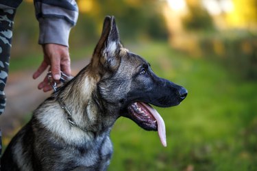 Young German Shepherd with animal trainer