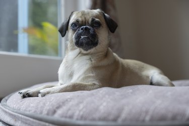 Cute mixbreed domestic dog resting on the big dog bed.