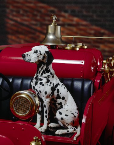 Dalmation on fire engine