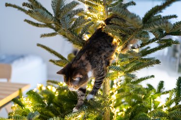 Cat sits inside the Christmas tree surrounded by LED garland, stuck or climbing on new year tree.