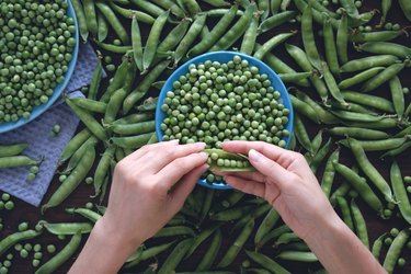 A Woman Or Girl Peels Fresh Juicy Pods Of Green Peas And Puts Them On A Blue Plate. Peas Are Scattered On The Wooden Table. Vegetarian, Vegan, And Raw Food. Natural Organic Farm Products.