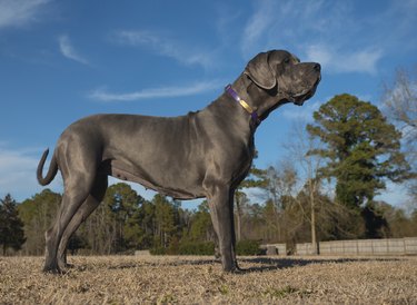 Grey purebred Great Dane standing on a field