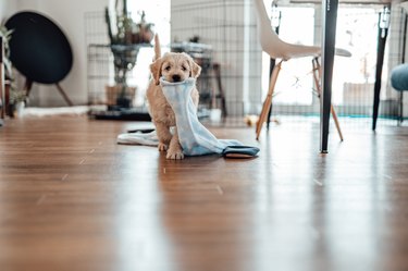 Portrait Of A Cute Goldendoodle Puppy with a sock in his mouth