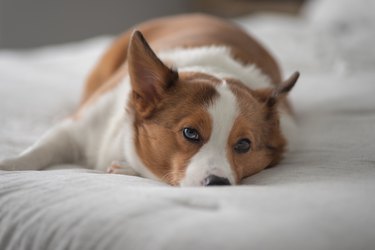 Tired corgi trying to sleep on a bed