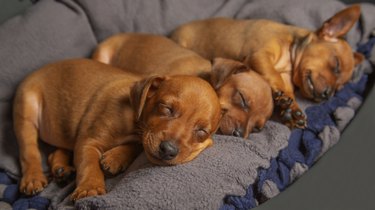 Three puppies are sleeping at home. Small, purebred puppies are resting.
