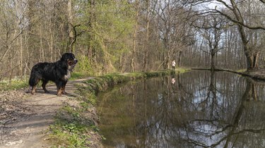 Bernese mountain dog is standing at the shore of the lake in the foreground, its owner is going in the background. It is a spring sunny day.