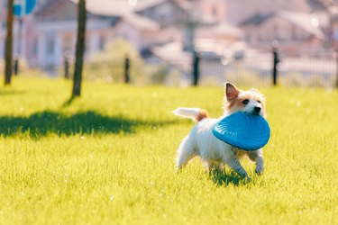 Jack Russell terrier plays with frisbee on a sunny lawn