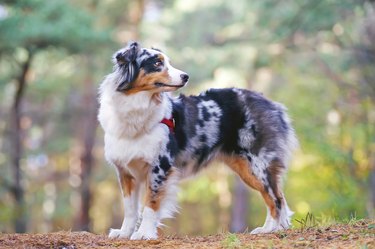 Australian Shepherd dog with a red harness staying in forest