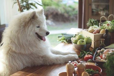 Happy samoyed looking at fruits and vegetables on a table.