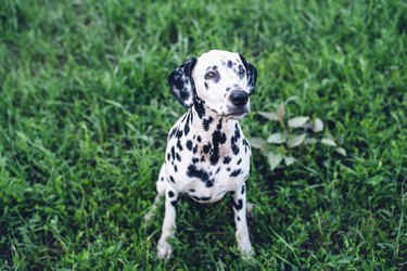 Dalmatian dog sitting on grass looking up