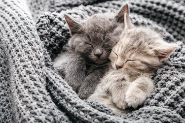 Couple of sleeping kittens in love on Valentine day. Cat noses close up. Family of sleeping kittens in love hug and kiss. Cats cozy sleep at home.