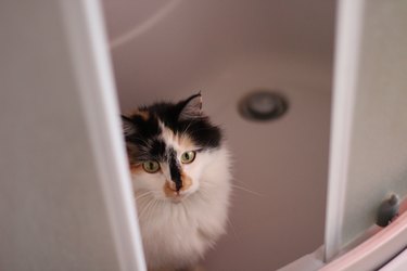 Fluffy Cat Peeking Through the Shower Cabin Doors in Bathroom. Funny Kitten with Yellow Eyes