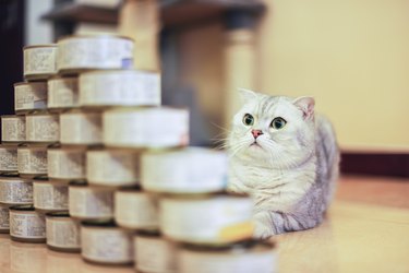 gray shorthair cat with food can
