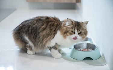 Crossbreed Persian cat eating food in a bowl.