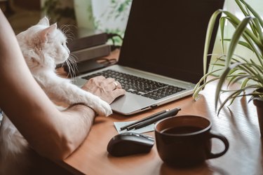 Person with a white cat and looking at a laptop computer.