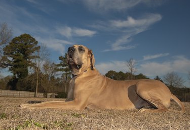 Great Dane purebred laying on grass outdoors