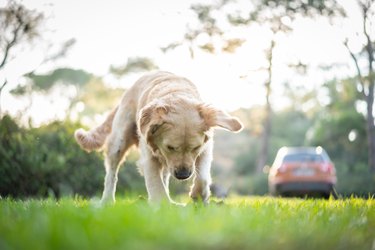 Golden Retriever dog digging hole nature in forest